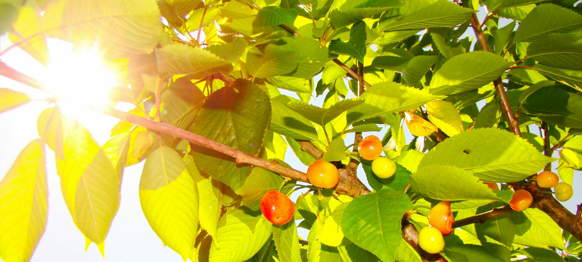 Cerisier chargé de cerises rouges mûres dans le jardin du Mas de la Gavaresse, symbole de la nature provençale et des plaisirs simples, éco-tourisme.