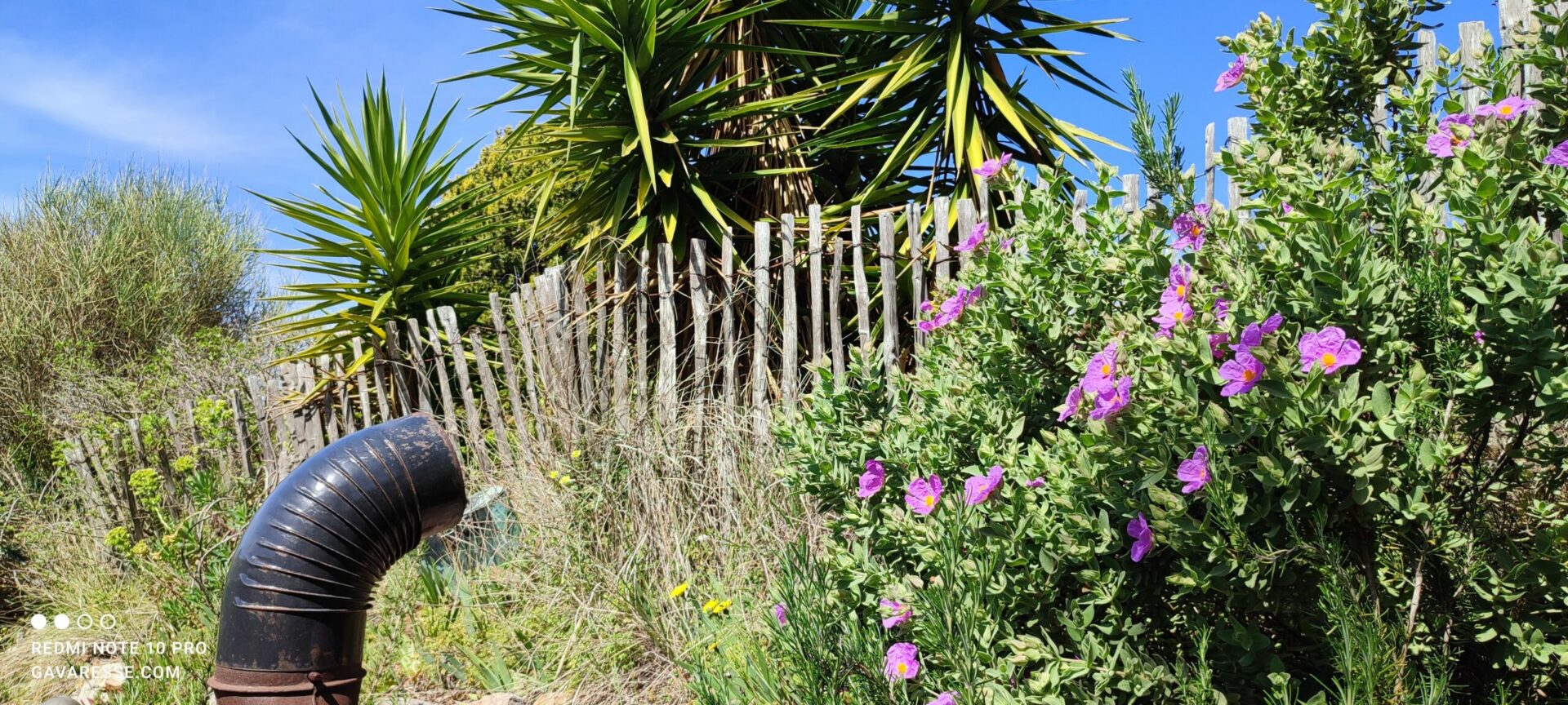 Ciste cotonneux en fleur avec ses délicates fleurs rose pâle et ses feuilles duveteuses, délimité par des ganivelles en bois de noisetier dans le jardin méditerranéen du Mas de la Gavaresse.