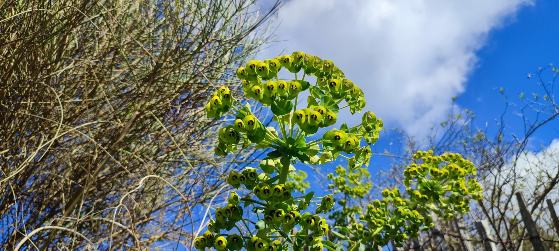 Gros plan sur des fleurs d'euphorbe jaune-vert éclatantes dans le jardin méditerranéen du Mas de la Gavaresse, symbolisant la résilience et l'écologie.