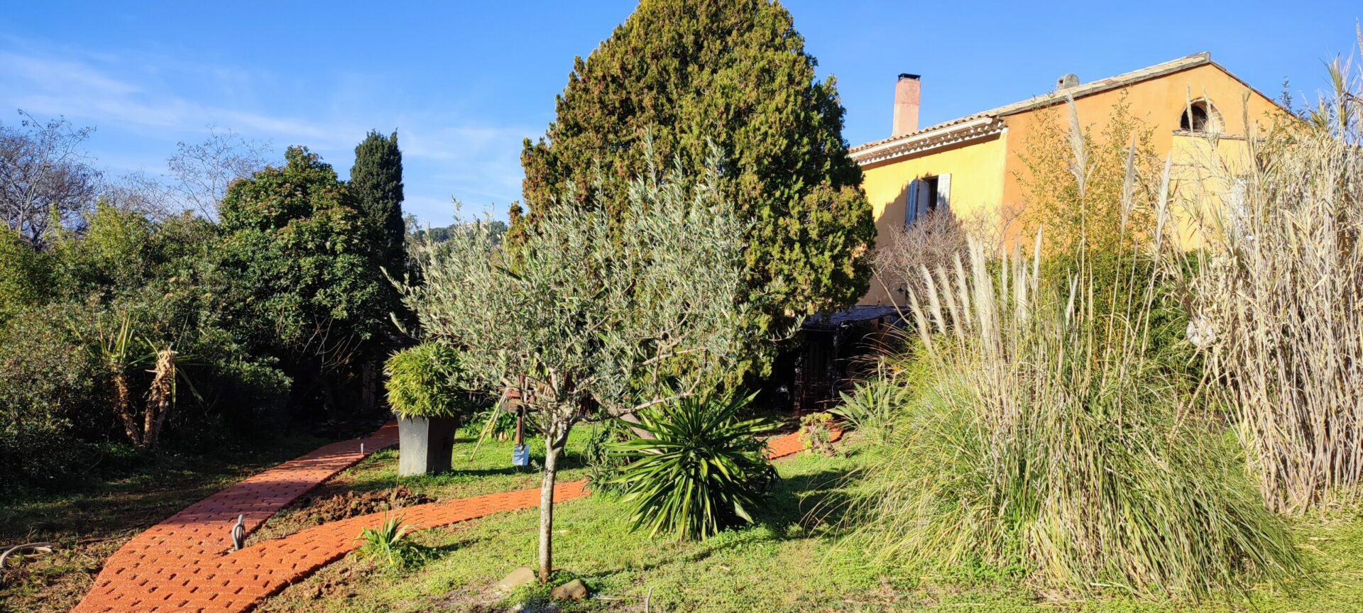 Vieil olivier majestueux devant la façade en pierre du Mas de la Gavaresse, symbole de la Provence, écologie et patrimoine naturel.