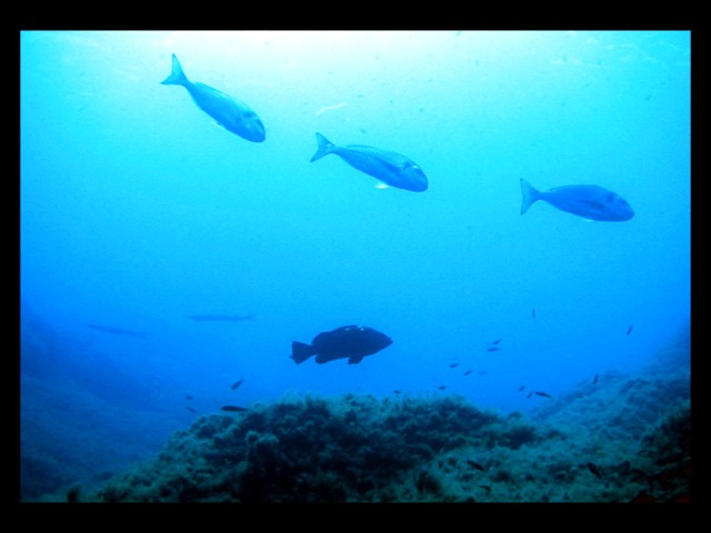 Plongeur sous-marin explorant un récif corallien, faune marine colorée, Méditerranée, Var.