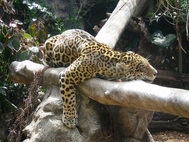 Panthère noire se prélassant et dormant paisiblement sur une branche, illustration humoristique de la sieste.