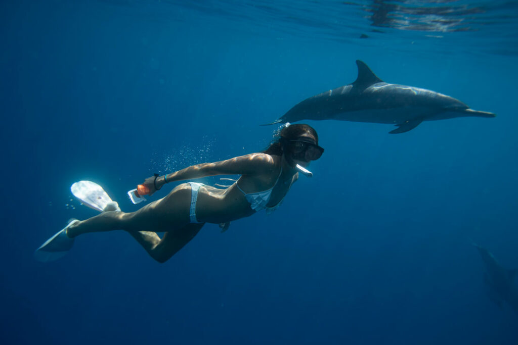 Les dauphins au Pradet prés des locations de vacances